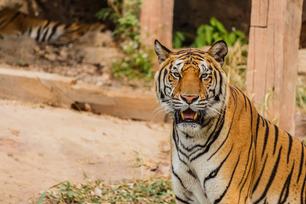 Un tigre indio en la naturaleza. Royal, tigre de Bengala
 - Foto, Imagen