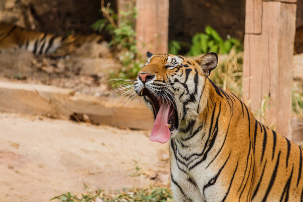 Um tigre indiano na selva. Real, tigre de Bengala
 - Foto, Imagem