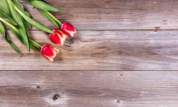 Seasonal tulips on stressed wood background  - Photo, Image