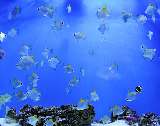 Scena subacquea, mostrando diversi pesci colorati nuotare
 - Foto, immagini
