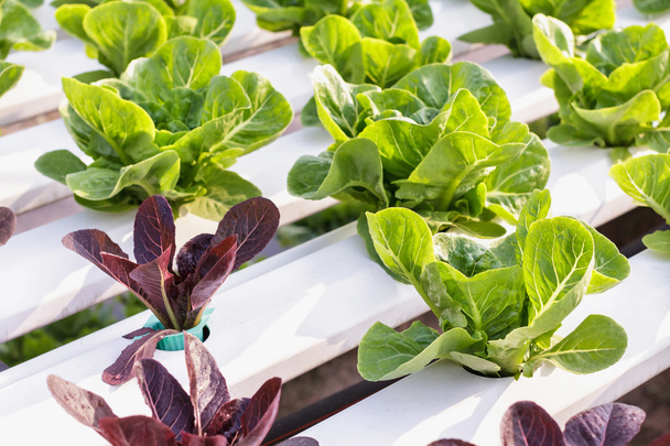 Hydroponic vegetable is planted in a garden. Salad vegetable. Fresh organic vegetables. - Foto, immagini