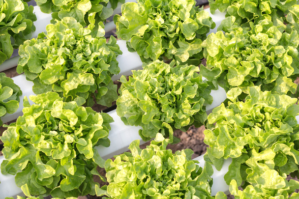 Hydroponic vegetable is planted in a garden. Salad vegetable. Fresh organic vegetables. - Photo, Image