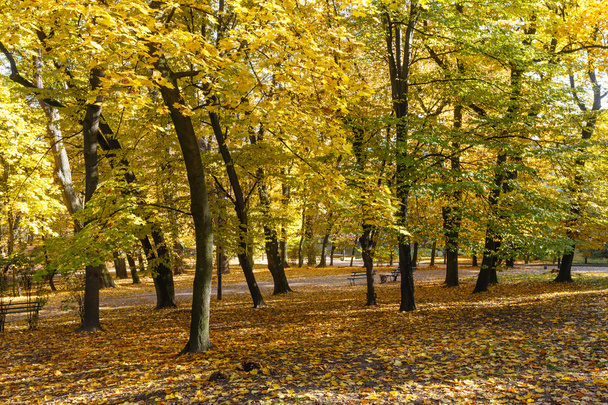 Autumn city park. - Fotografie, Obrázek