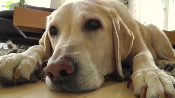 Labrador hond ontspannen liggend op de vloer - Video