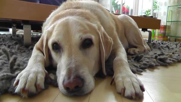 Labrador Dog Relaxing Lying On Floor - Footage, Video