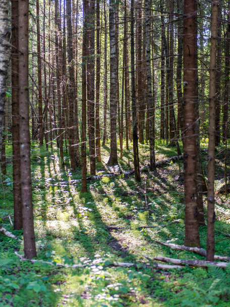 Легкі промені в лісі в туманний ранок
 - Фото, зображення