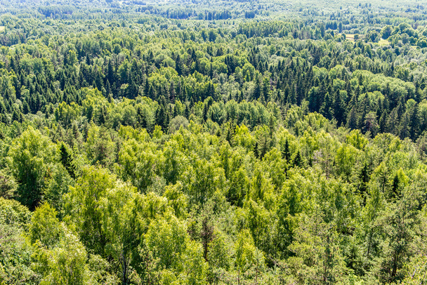 Bosque viejo con árboles cubiertos de musgo y rayos de sol en verano
 - Foto, Imagen