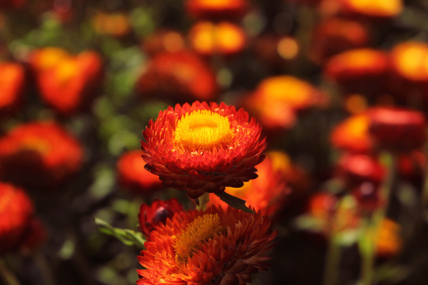 Krásný červený Helichrysum květ s červeným a zeleným pozadím  - Fotografie, Obrázek