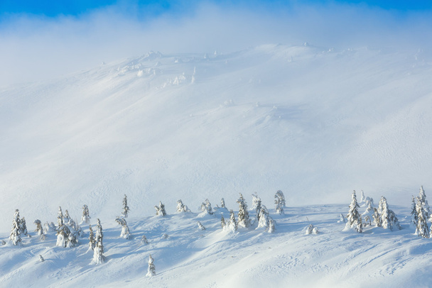 Icy snowy fir trees on winter hill. - Fotoğraf, Görsel
