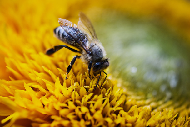 пчела на желтом цветке - Фото, изображение