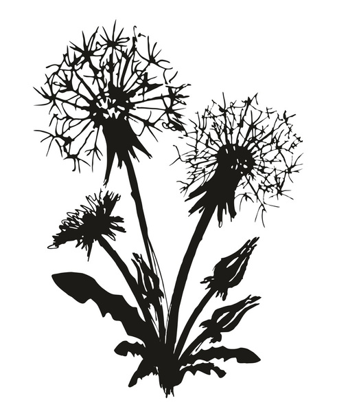 Sketch of field dandelion. - Вектор,изображение