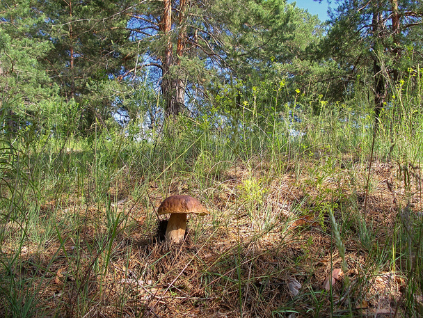 Το boletus edulis στο δάσος. - Φωτογραφία, εικόνα