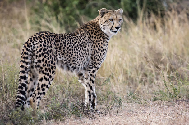 Lone cheetah walking across road at dusk - Zdjęcie, obraz