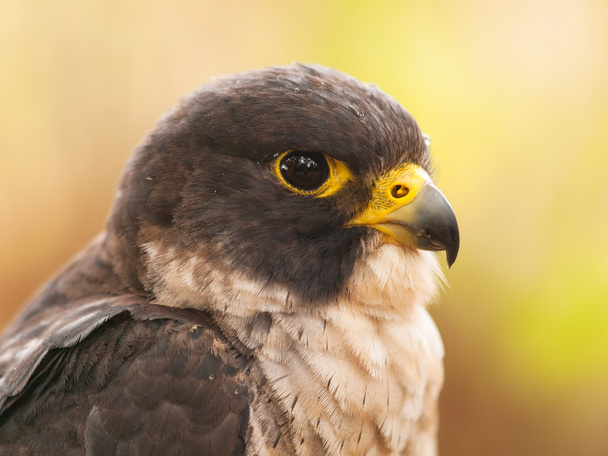 Portrait of peregrine falcon - Photo, Image