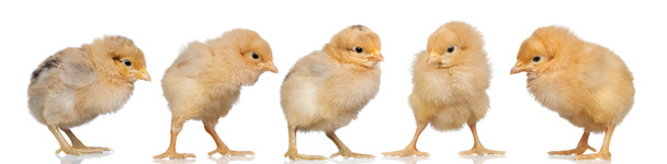 Groupe de poulets jaunes
 - Photo, image