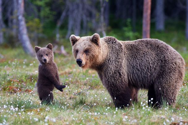 Mother bear and cub - Photo, Image