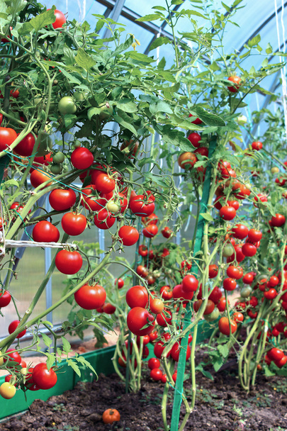 Tomates rouges dans une serre en polycarbonate transparent
 - Photo, image