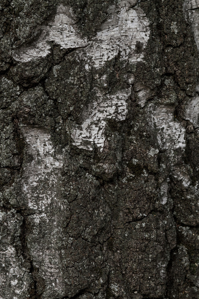 natural bark of birch - Foto, Imagen