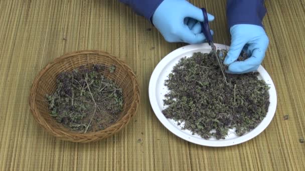 Man cutting dried oregano into a white plate with scissors - Footage, Video