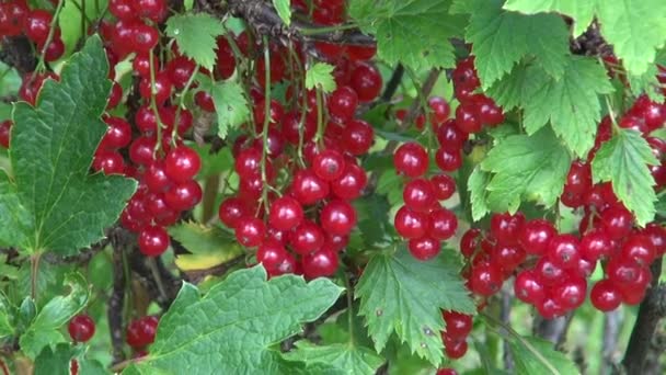 Ripe red currant berries - Footage, Video