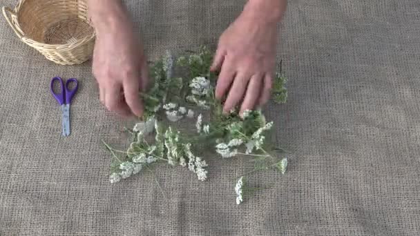 Zahradník, příprava k sušení bylin, 4k - Záběry, video