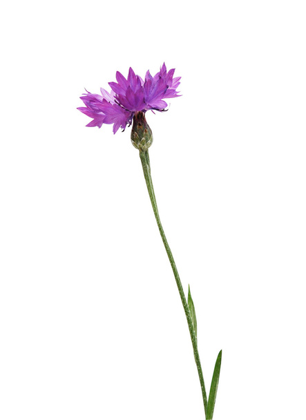 Lilac cornflower isolated - Fotoğraf, Görsel