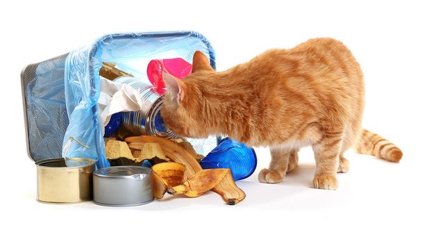 gato cerca de cesta de basura invertida
  - Foto, imagen