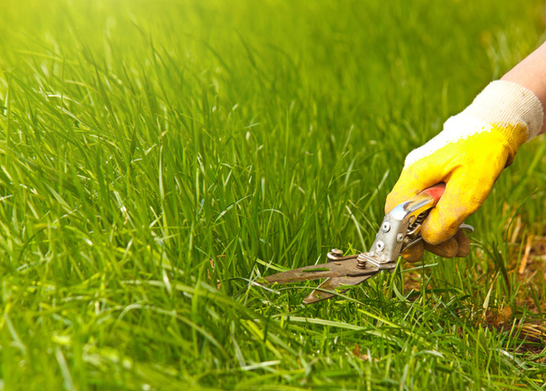 Grass lawn trimming, garden shear and yellow glove - Foto, imagen