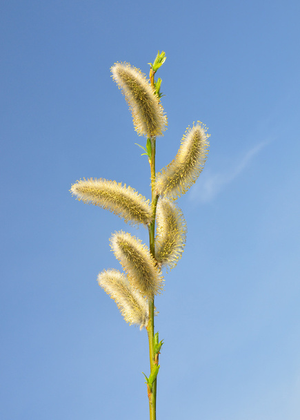 Willow flower - Photo, Image