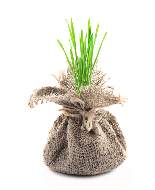 Young green grass in small bag, isolated on white - Valokuva, kuva