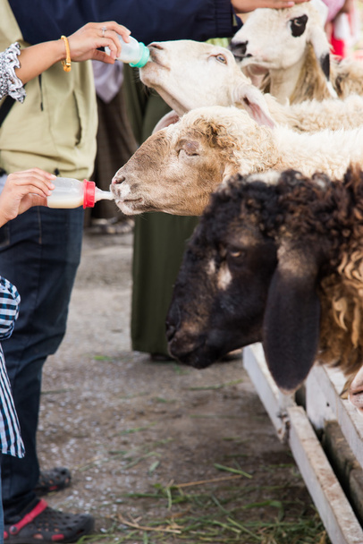 Hand feeding sheep on the farm. - Foto, afbeelding