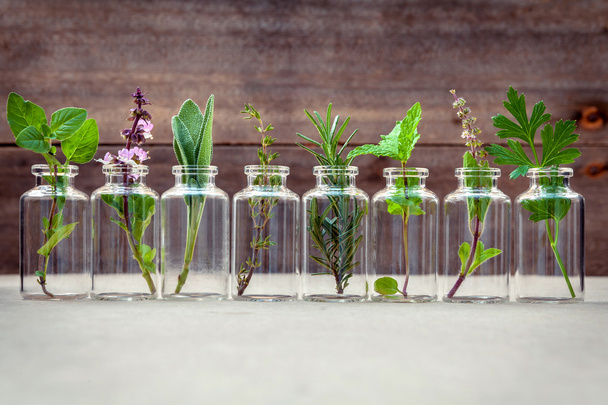 Botella de aceite esencial con hierbas flor de albahaca sagrada, flujo de albahaca
 - Foto, Imagen