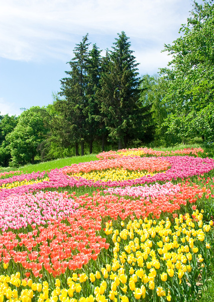 Campo de tulipas
 - Foto, Imagem
