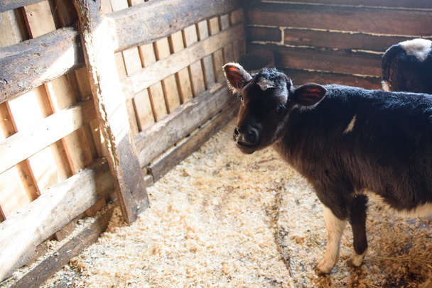 Young calf in the stable - Photo, image