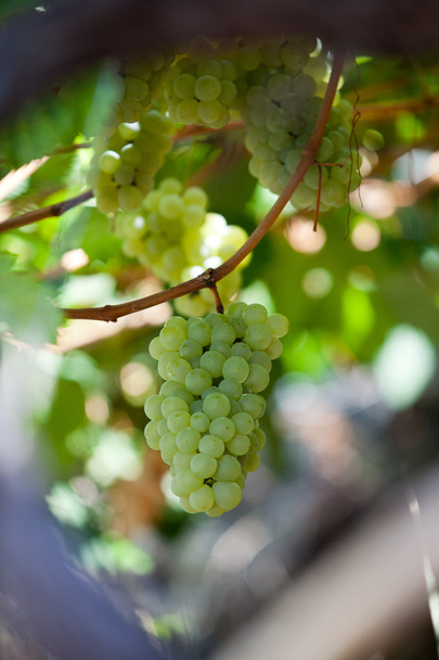 valkoiset viinirypäleet viinitarhassa - Valokuva, kuva