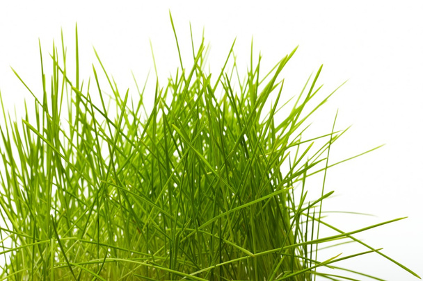 genç sulu yeşil çimen - Fotoğraf, Görsel