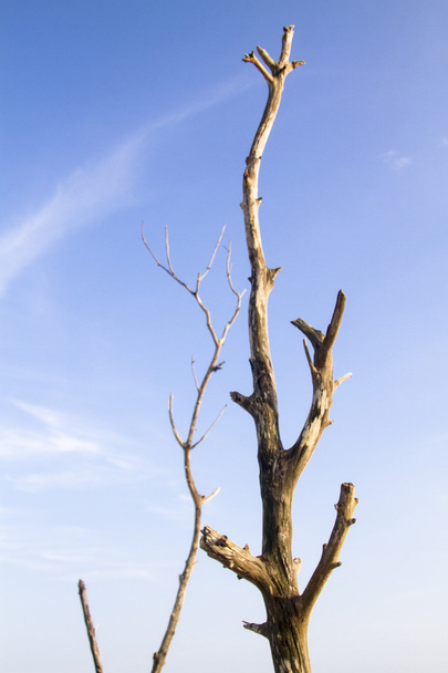 Dead tree branch against blue sky - Foto, afbeelding