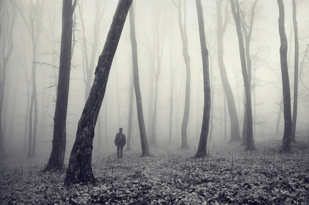 Un homme perdu dans une forêt magique
 - Photo, image