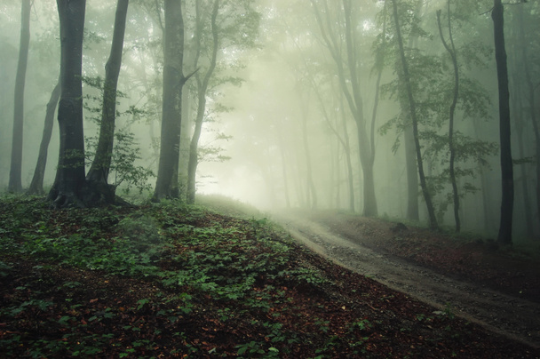 ένα δρόμο μέσα από ένα δάσος με ομίχλη, με βροχή - Φωτογραφία, εικόνα
