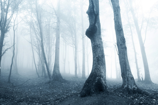 Old trees in a forest with fog - Photo, Image