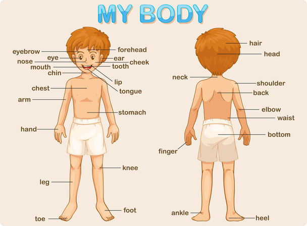 σώμα μου - Διάνυσμα, εικόνα