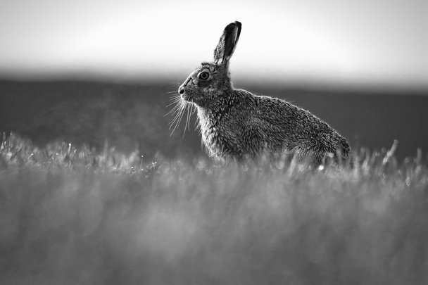 Evropská nebo hnědý zajíc (Lepus europaeus). Na poli Rosy nasáklé zemědělcům. Černá & bílá - Fotografie, Obrázek