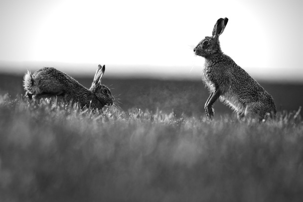¡Mad March Hares! Liebres europeas o marrones (Lepus europaeus) "boxeo". Actividad generalmente entre una hembra y un macho durante el cortejo. En el campo empapado de rocío de los agricultores. Blanco y negro
 - Foto, Imagen