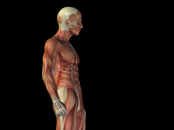 parte superior del cuerpo con los músculos anatomía - Foto, Imagen