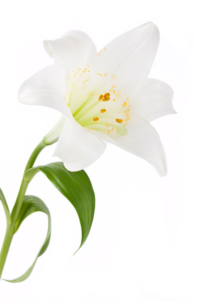 Beautiful white lily flowers, isolated on white - Φωτογραφία, εικόνα