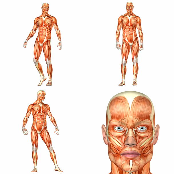 Pacote de anatomia do corpo humano masculino - 1of3
 - Foto, Imagem