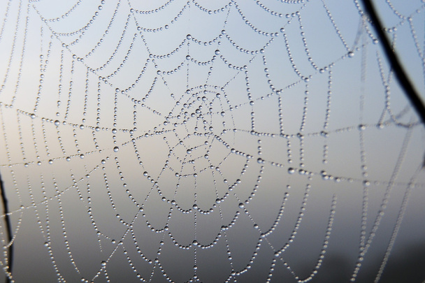 The spider web closeup - Photo, Image