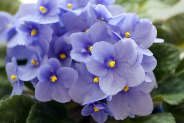 Flowerpots - violet violets - 写真・画像