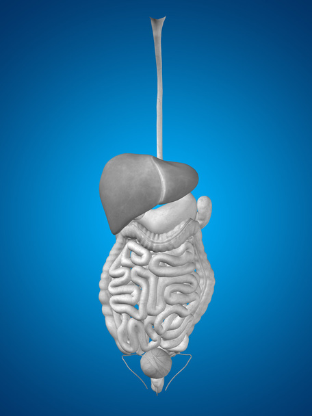 Anatomiczne ludzkiego układu pokarmowego  - Zdjęcie, obraz