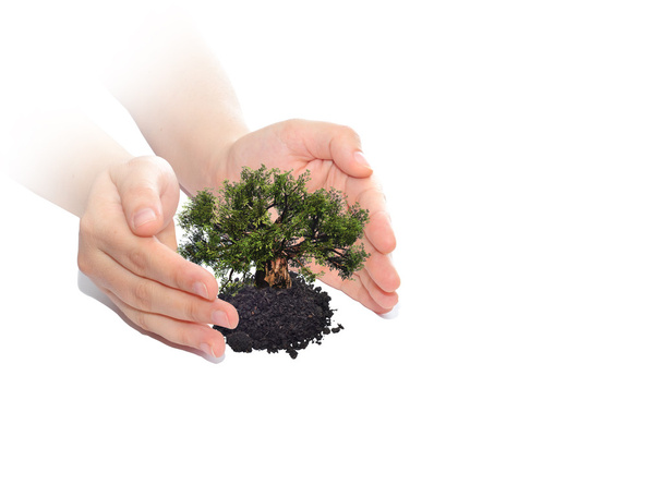  hands holding protecting growing tree - Photo, Image